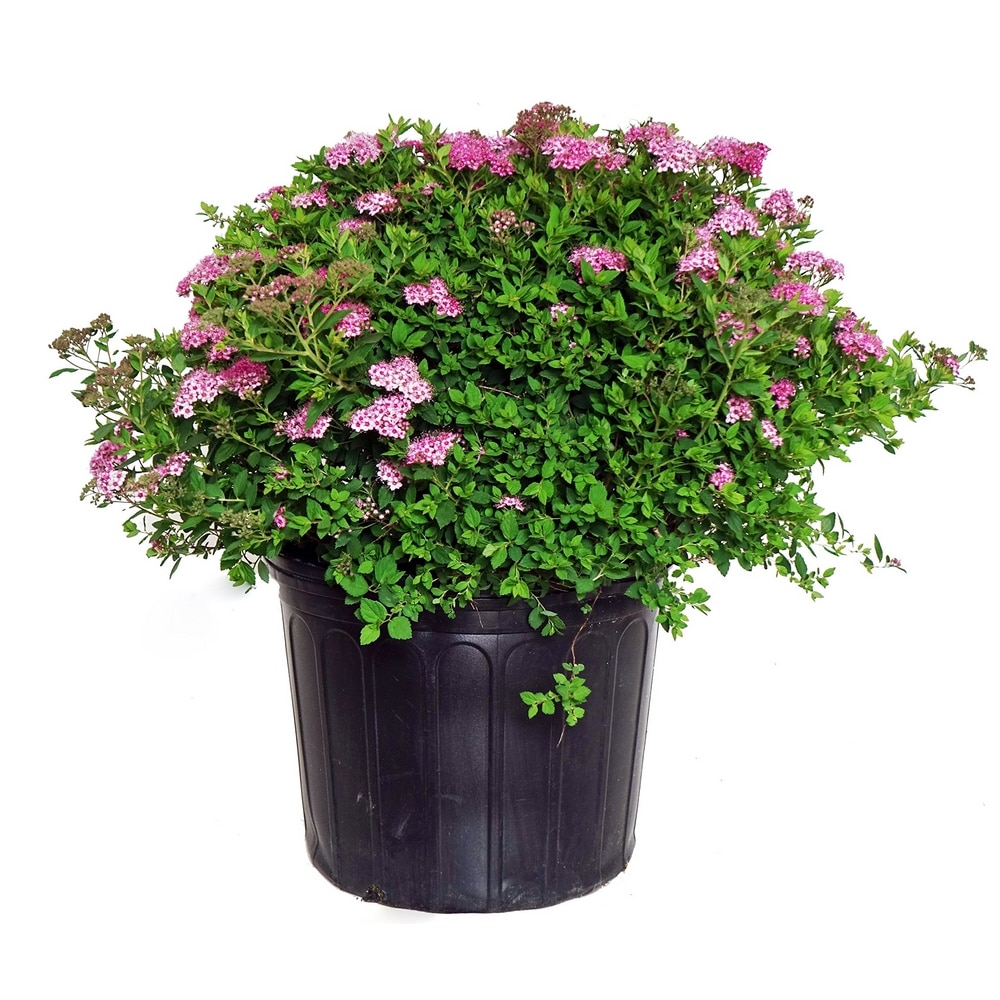Planta Roz Planta Ghiveci de Cununita roz