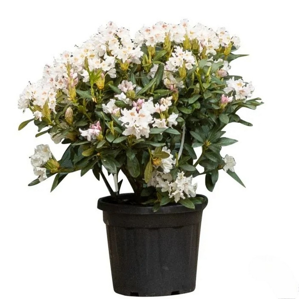 rhododendron roseum elegans standort Rhododendron Roseum Elegans | 60-80 cm mit Wurzelballen