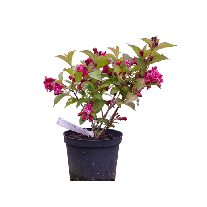 Planta ghiveci de Weigela rosie ”Bristol Ruby” de 20-30 cm