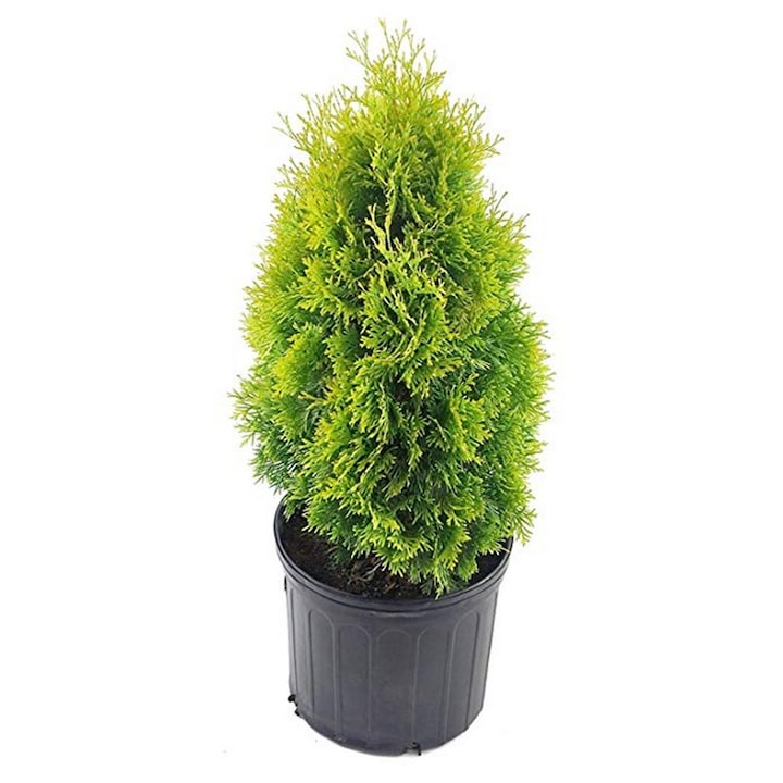 Planta ghiveci de Tuia aurie occidentala ”Yellow Ribbon” de 20-30 cm