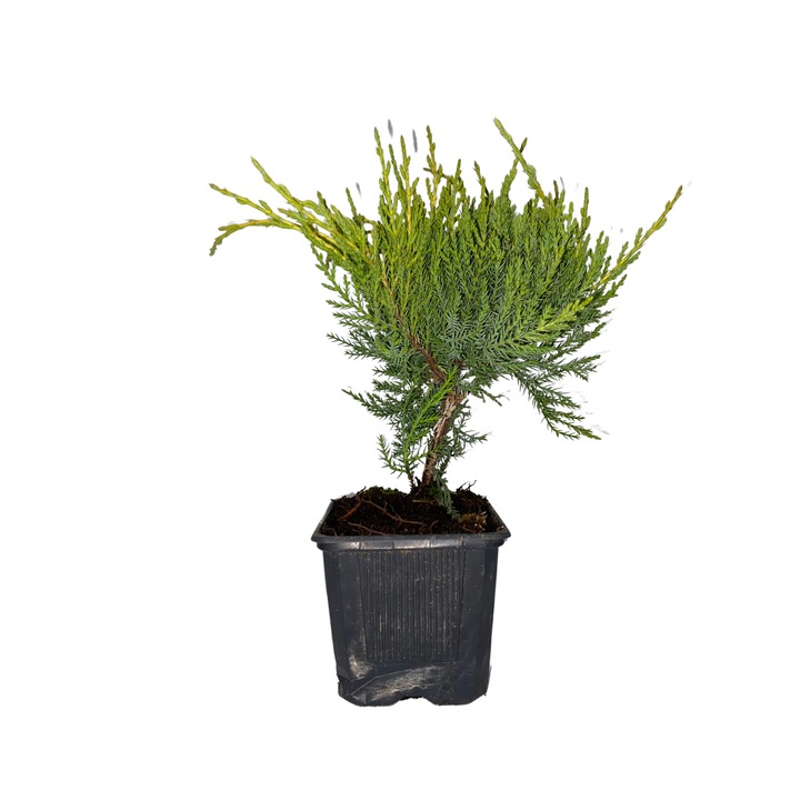 Planta ghiveci de Ienupar Old Gold (Juniperus Old Gold) de 15-20 cm