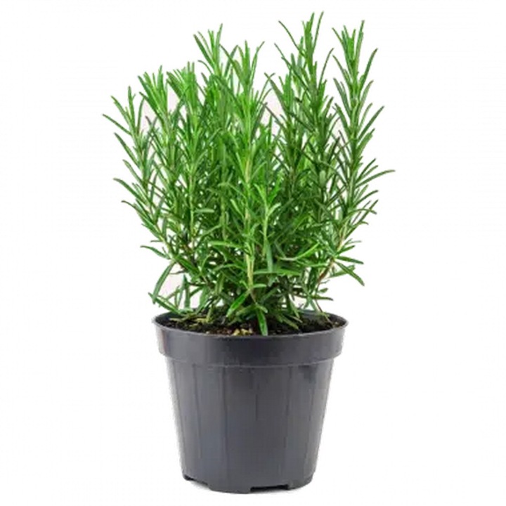 Planta ghiveci de Lavanda alba ”Arctic Snow” 25 cm