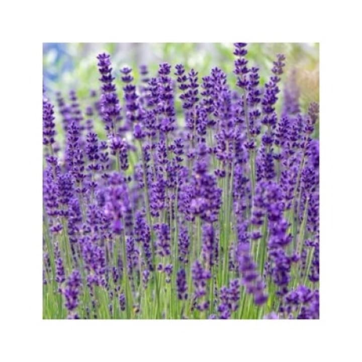 Planta ghiveci de Lavanda 'Nico' de 20-30 cm