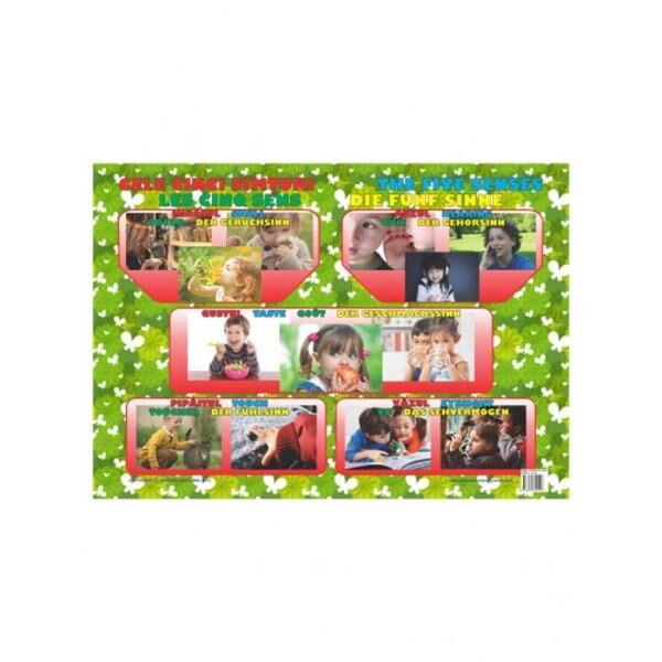 Plansa Cele cinci simturi