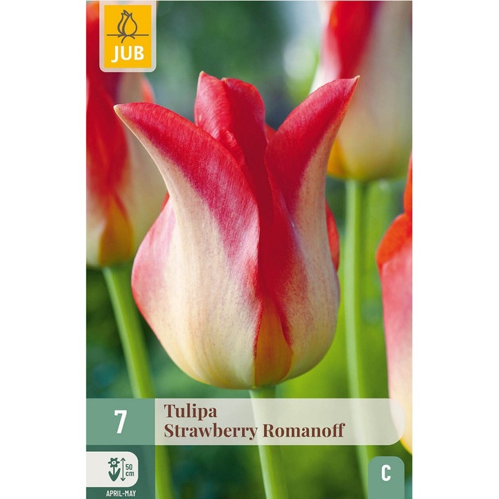 Bulbi, Lalele Strawberry Romanoff, Jub Holland, 7 buc