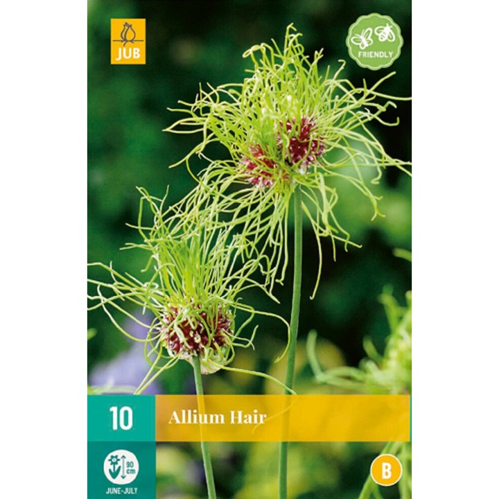 Bulbi, Allium Hair, Jub Holland, 10 buc