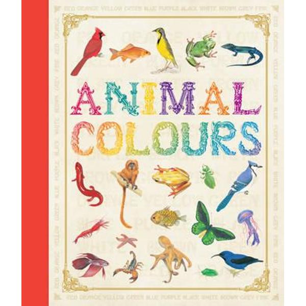 First Concept: Animal Colours