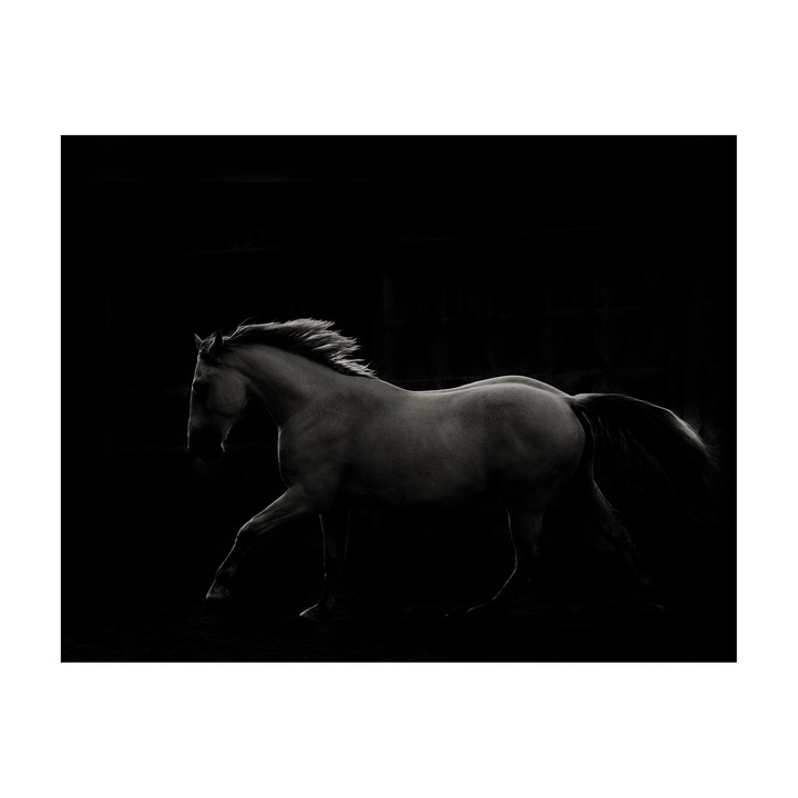 Tablou canvas Cal alb negru 9798, panza 360g pe sasiu lemn 90cm x 120cm, Living, Dormitor