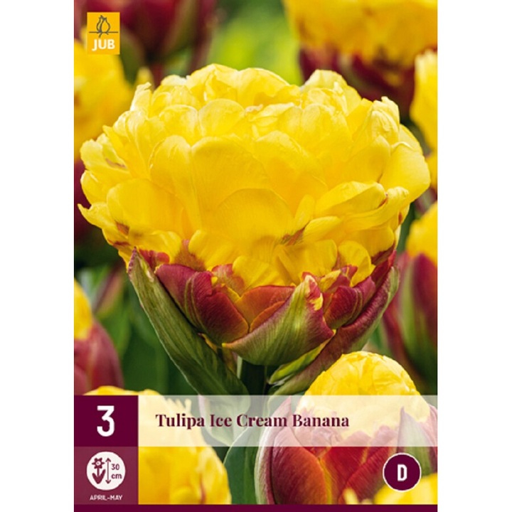 Bulbi, Lalele Ice Cream Banana, Jub Holland, 3 buc