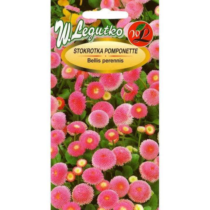 Seminte de gradina, Margareta comuna Pomponette roz 0,1g - W. Legutko, calitate superioara, seminte premium, seminte de top
