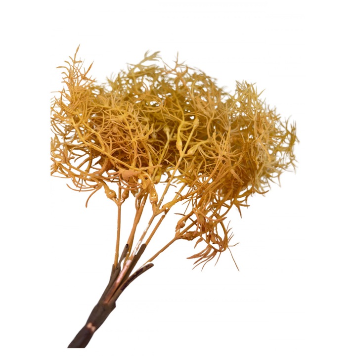 Szárazvirág hatású aszparágusz csokor - homoksárga 2035SAR