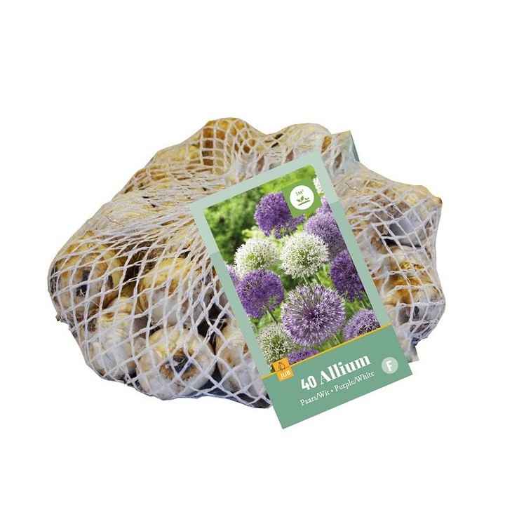 Луковици на цветя, алиум Allium Purple-White, Jub, 40 бр