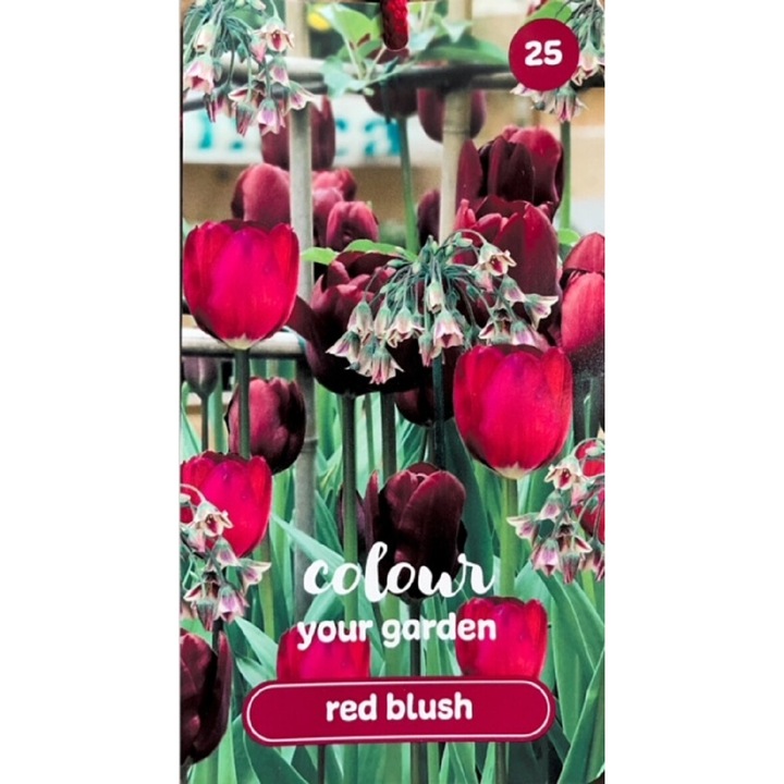 Bulbi de primavara Colour your Garden Red Blush, Jub Holland, 25 buc