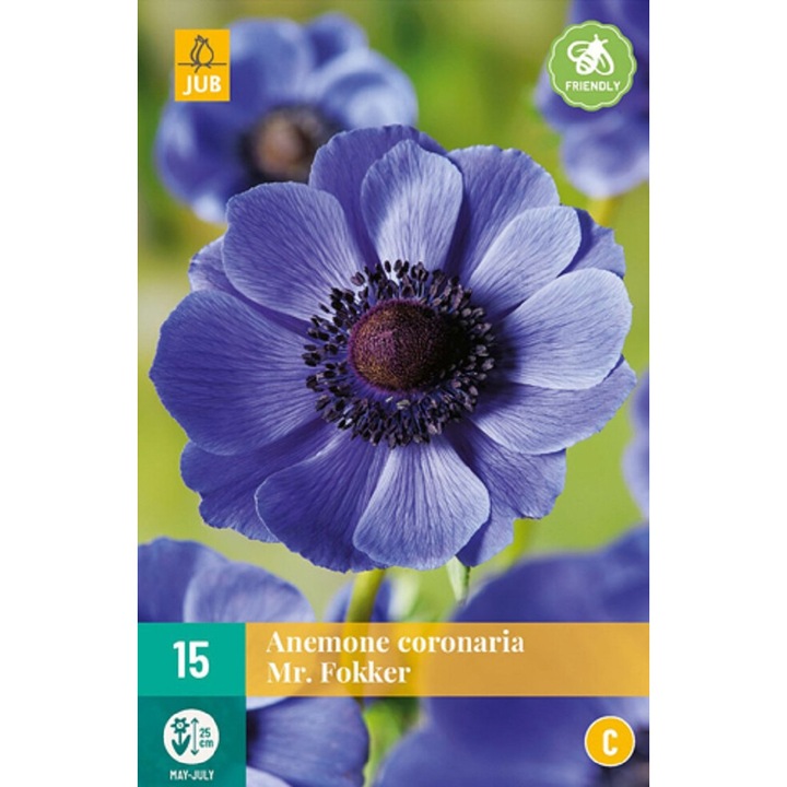 Hollandica, Anemone Coronaria Mr. Fokker, virághagymák, 15 darab