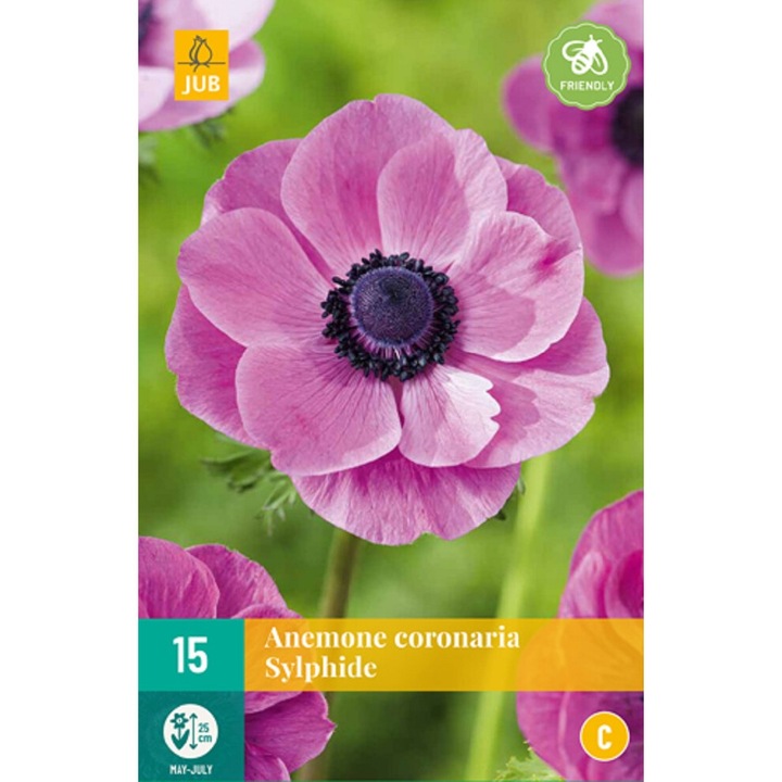 Луковици на цветя, Aнемония Coronaria Sylphide, Jub, 15 бр