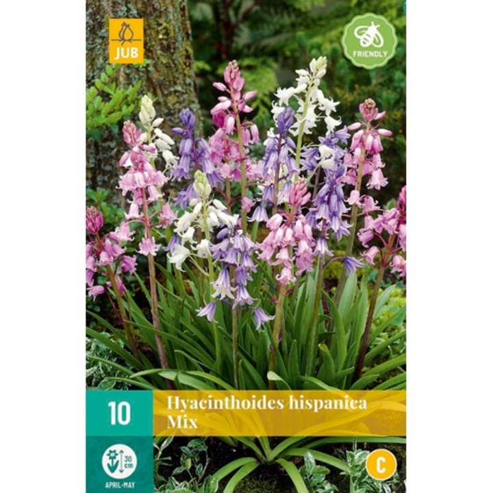 Луковици на цветя, Испански хиацинт Hyacinthoides Hispanica Mix, Jub, 10 бр