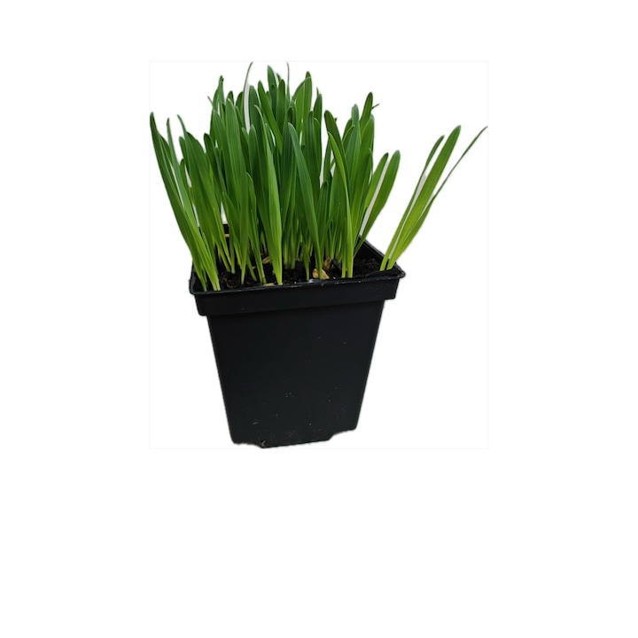 Iarba Matei planta in ghiveci, denumire populara Iarba Pisicii