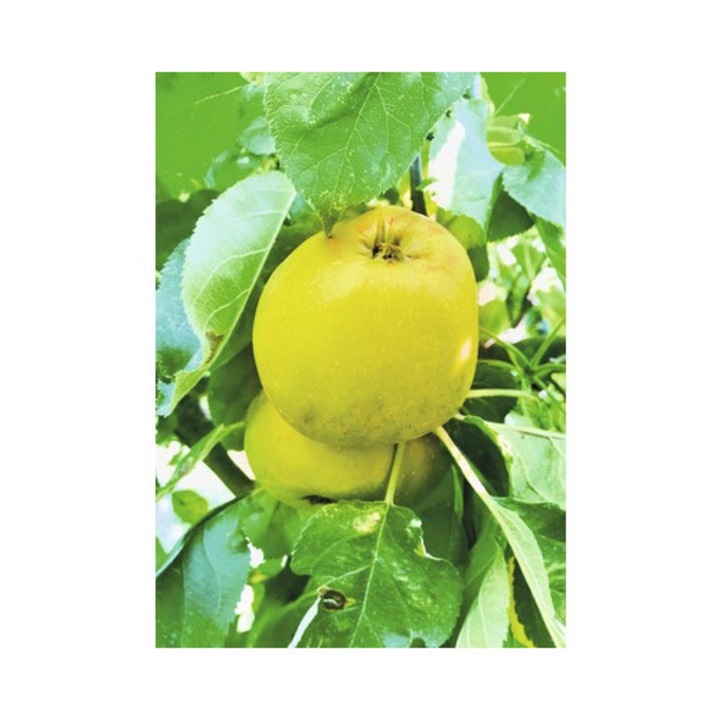 Bio Pom Fructifer Mar Columnar Floraself Bio Malus Domestica 'garden Fountain' H 130-150 Cm Co 7, 5 L