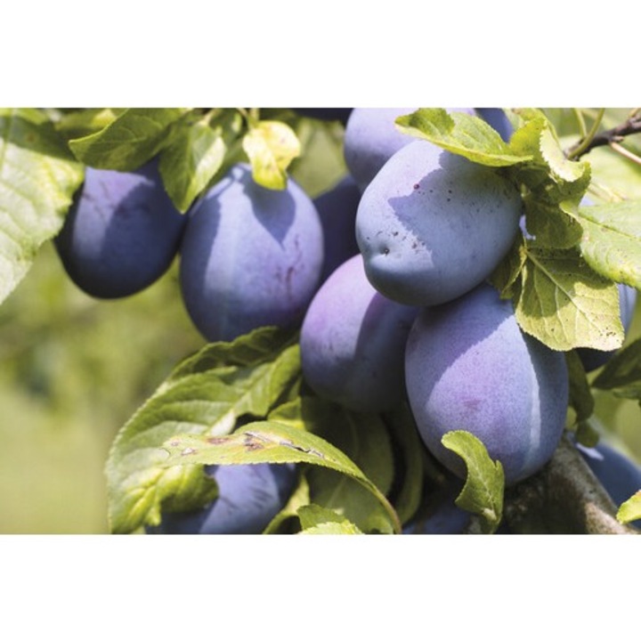 Bio Pom Fructifer Prun Autofertil Floraself Bio Prunus Domestica 'haus' H 130-150 Cm Co 7, 5 L