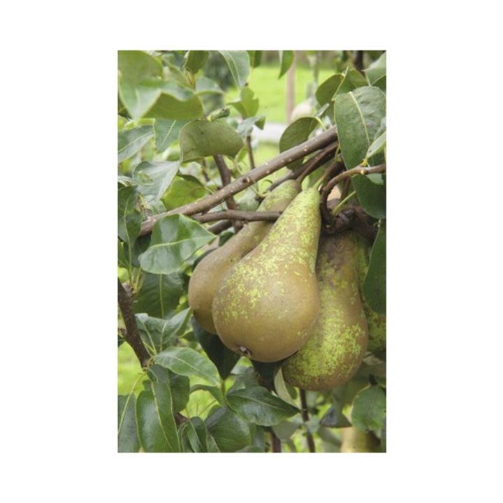 Bio Pom Fructifer Par Pe Spalier Floraself Bio Pyrus Communis 'conférence' H 80-100 Cm Co 5 L