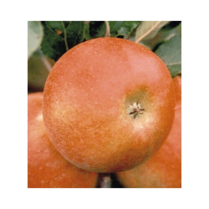 Bio Pom Fructifer Mar Pe Spalier Floraself Bio Malus Domestica 'elstar' H 80-100 Cm Co 5 L