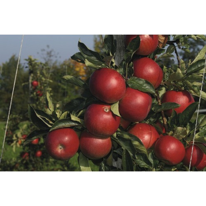 Bio Pom Fructifer Mar Floraself Bio Malus Domestica 'jonagold' H 120-150 Cm Co 7, 5 L