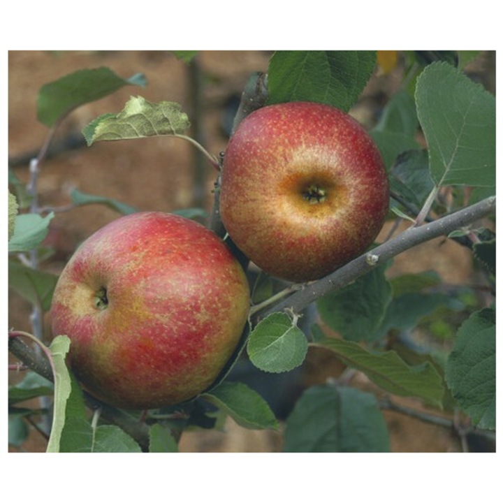Bio Pom Fructifer Mar Floraself Bio Malus Domestica 'red Boskoop' H 120-150 Cm Co 7, 5 L
