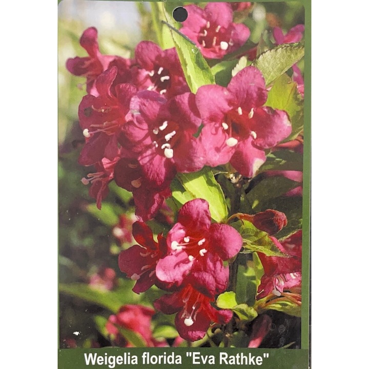 Weigela florida Eva Rathke, arbust decorativ, 1 buc