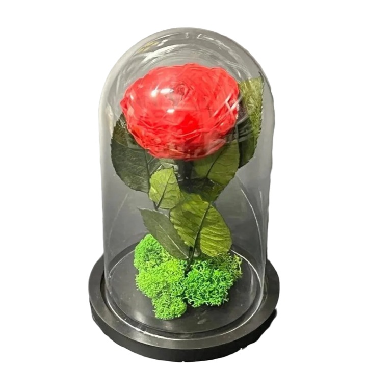 Bujor Criogenat, Ø10 cm, in cupola de sticla 15x25 cm, Rosu, Kdeco