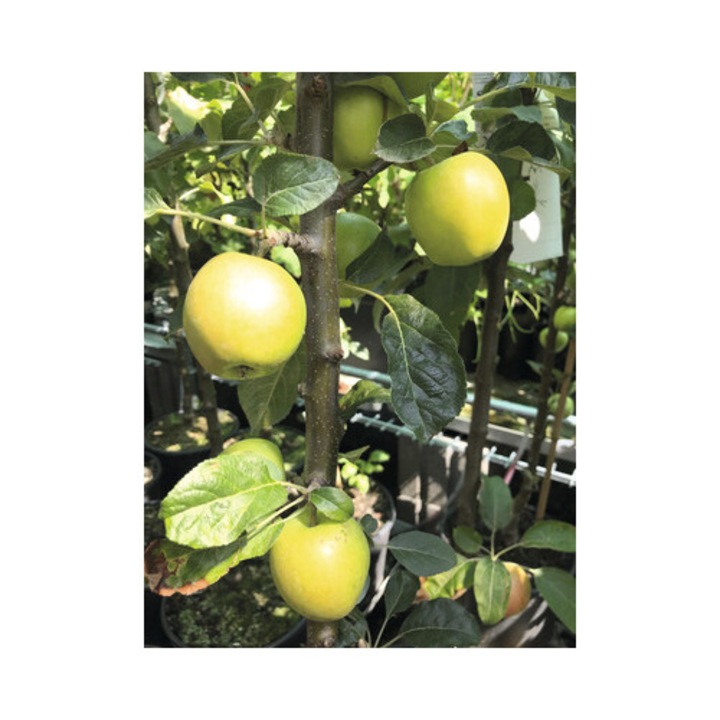Bio Pom Fructifer Mar Columnar Floraself Bio Malus Domestica 'golden Gate' H 130-150 Cm Co 7, 5 L