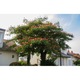 Arbore Matase Albizia Julibrissin 80-100 cm, la radacina libera
