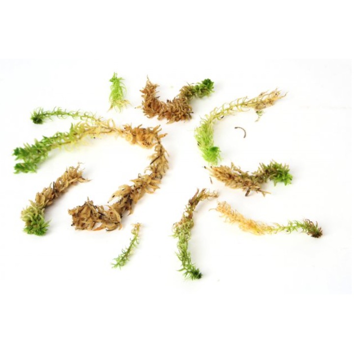 Muschi de sphagnum viu prima mana, cantitate 1kg