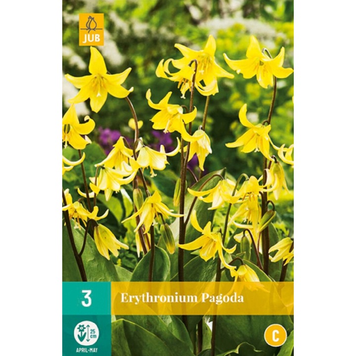 Bulbi, Erythronium Pagoda, Jub Holland, 3 buc