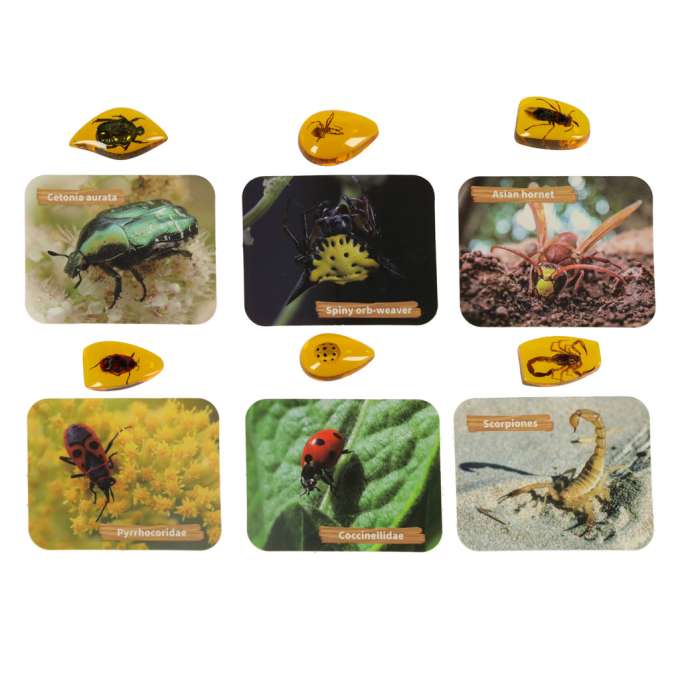 Set de arheologie educational, Sapaturi de insecte in Chihlimbar cu ...