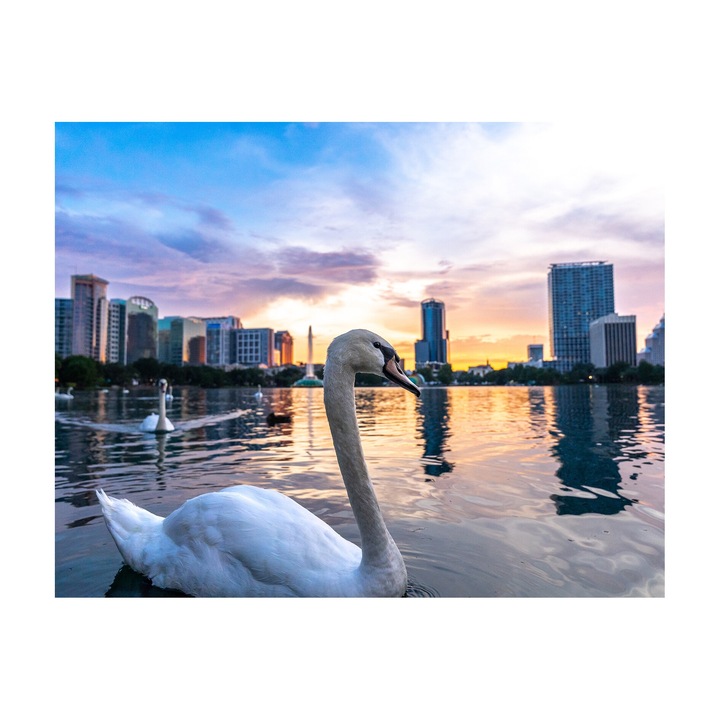 Картина на платно Лебеди върху вода 9987, платно 360гр върху дървена рамка 80см х 100см, Всекидневна, Спалня