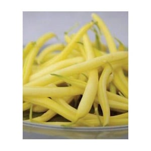 Bulbi, seminte si rasaduri