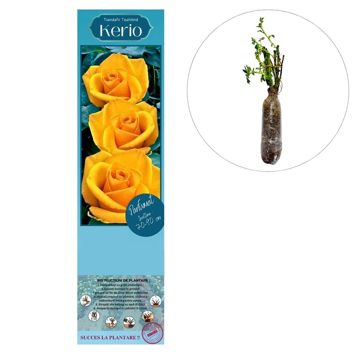 Butas de trandafir hibrid “Kerio”