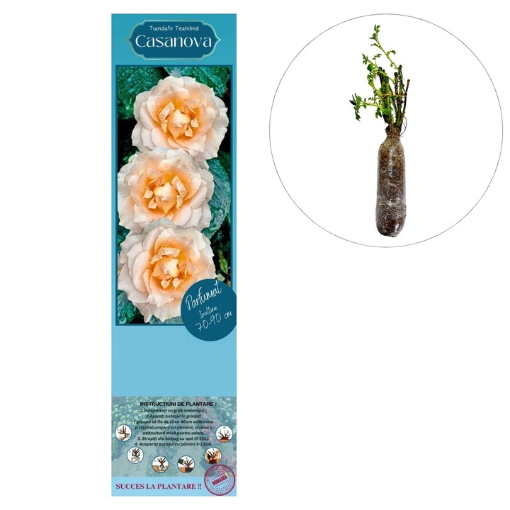 Butas de trandafir hibrid “Casanova”