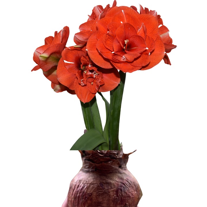 Bulb Amaryllis Nyora