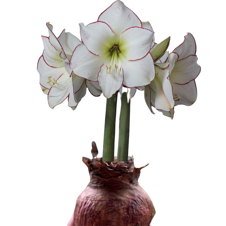 Bulb Amaryllis Picasso