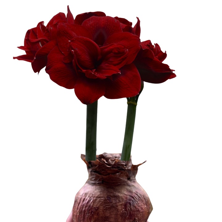 Bulb Amaryllis Red Symphony