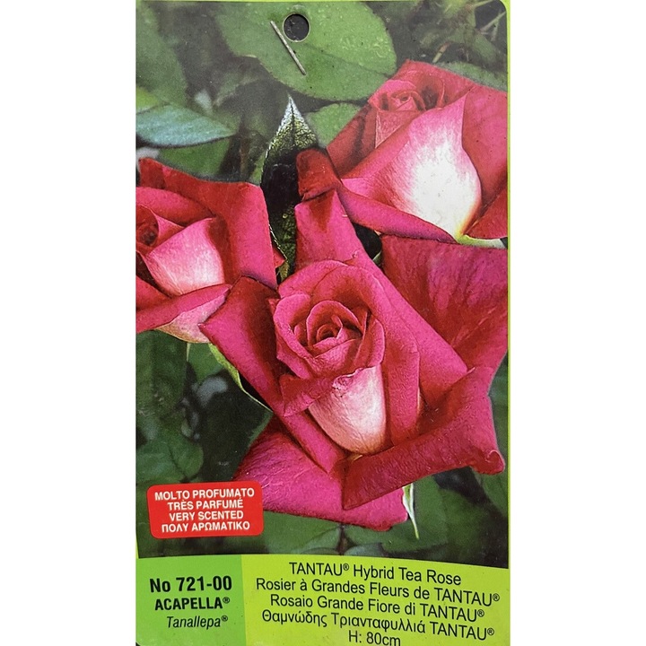 Trandafiri Teahibrid Acapella, Butas inradacinat, 1 buc