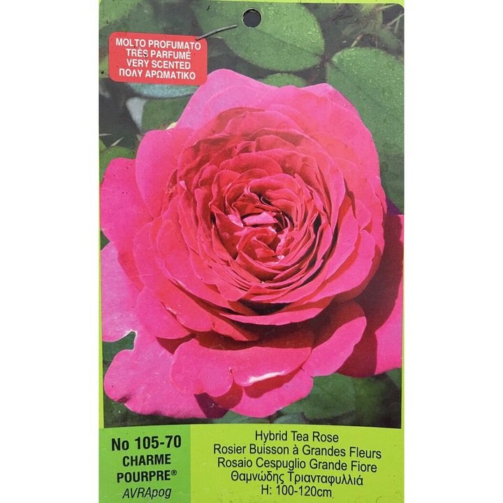 Trandafiri Teahibrid Charme Pourpre, Butas inradacinat, 1 buc