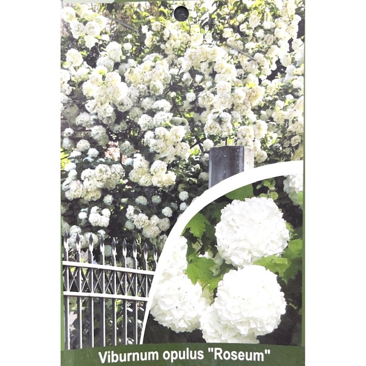 Calin Viburnum opulus Roseum, Arbust decorativ, Ghiveci 2 l, H 40 cm, 1 buc