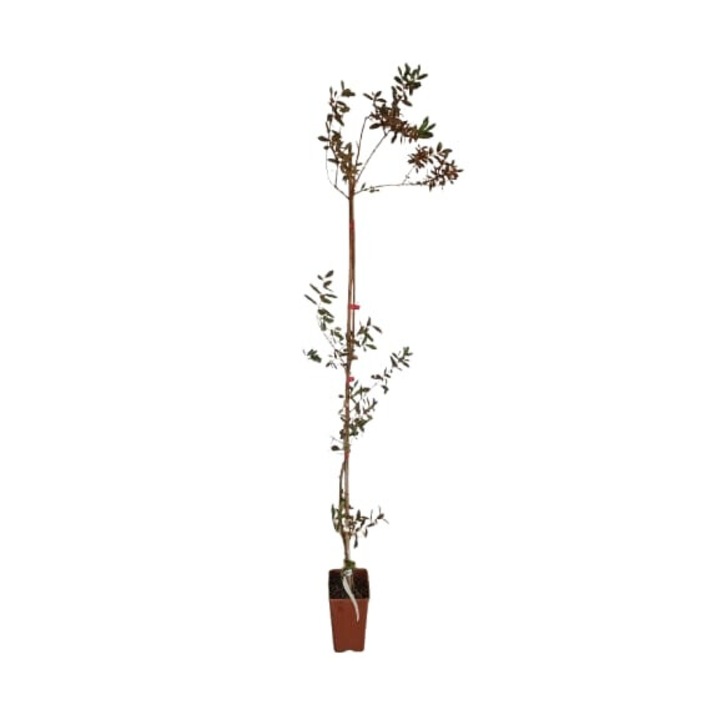 Maslin Arbequina pe rod, 130 - 150 cm, potrivit pentru cultivarea in ghivece, ingrijire minima