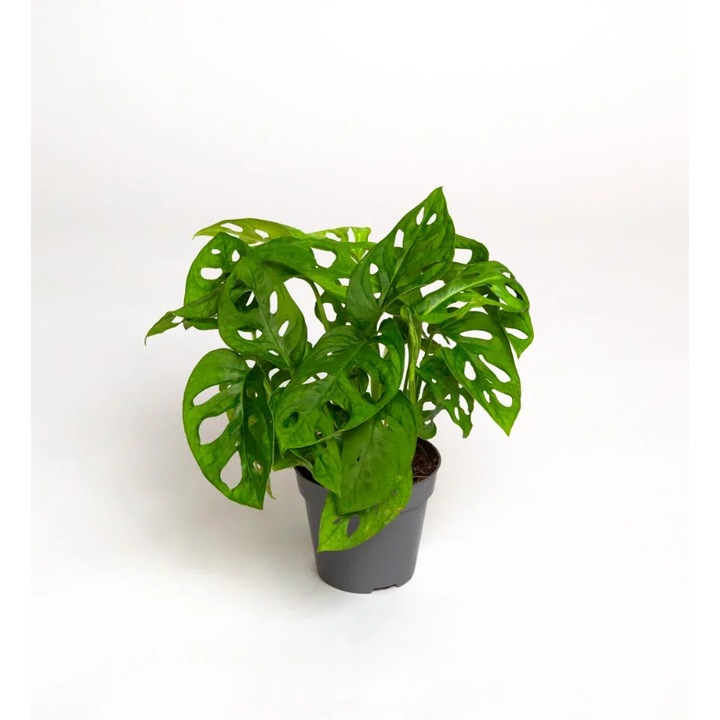 Monstera adansonii- planta naturala 25-30cm inaltime