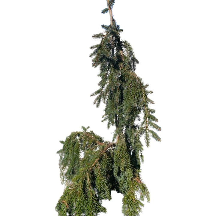 Molid Picea omorika 'Pendula'