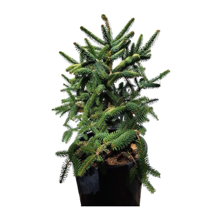 Brad Abies Pinsapo 'Aurea'