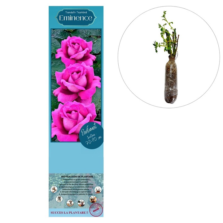 Butas de trandafir hibrid “Eminence”