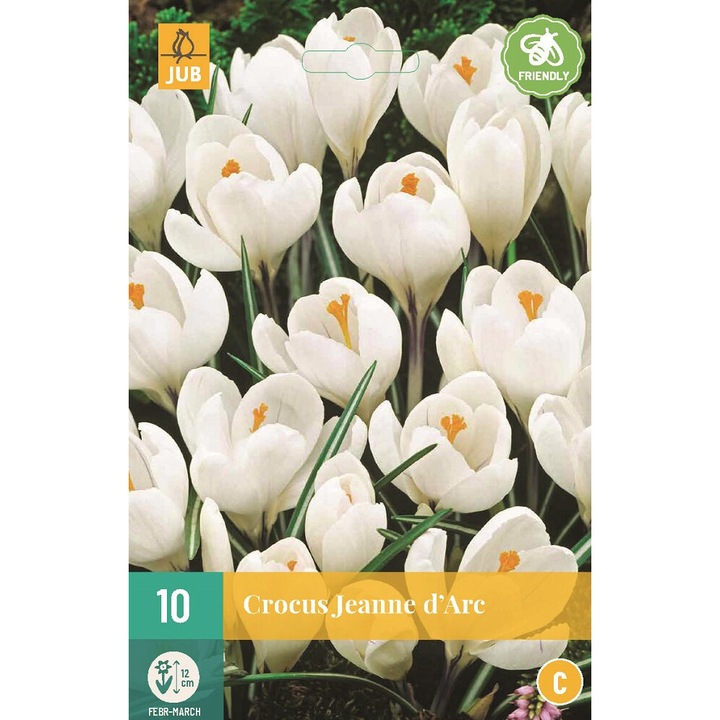 Луковици на цветя, минзухар Crocus Jeanne D'Arc, Jub, 10 бр